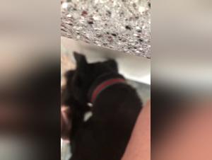 Watch this dog sex video and discover the excitement of zoophilia