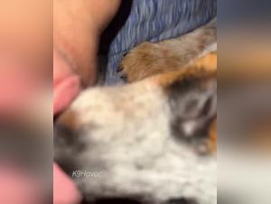 zoophilia porn exclusive