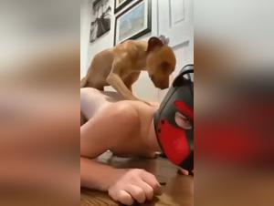 controversial art: hund leckt frau