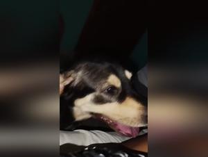 Sexy Compilation with Dog and Prostitute