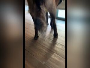 Il sesso con il cane rosso-marrone della mora e incredibilmente eccitante, poiche la figa si sveglia con un grande edificio rosso, rendendo questo momento particolarmente eccitante.