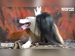 Discover the art of zoophilia with Tink