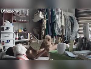 Schmutzige Freuden: Sex mit Hund, in Geheimnis gedreht und unwiderstehlich