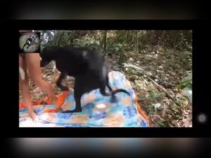 Zootubex: Unmasking Zoo Skool's Secrets