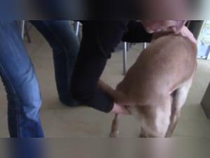 Extreme sex with an animal