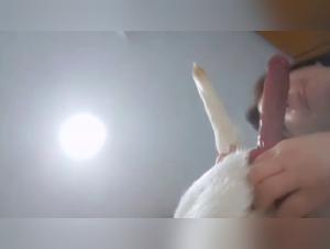 Explore our collection of animal sex videos