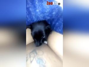Bestiality sex video with dog