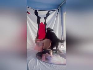 Dogstyle, scene di dominio