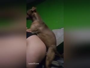 Behavior & Socialization Strategies