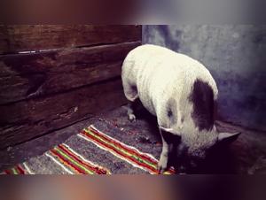 Sumision salvaje, deseo animal y actos prohibidos