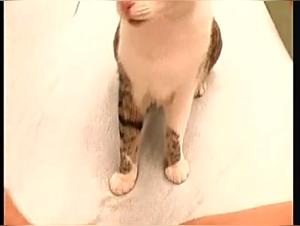 Bestiality video: a woman and her cat