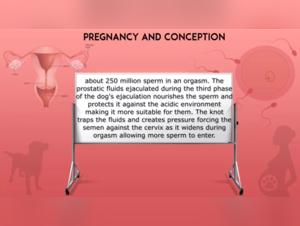 Bestiality Sex Videos: Watch Women Have Sex With Dogs