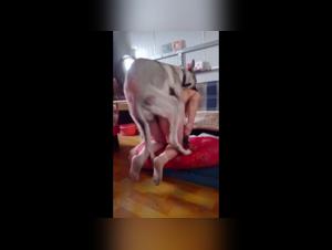 Check out an extreme sex scene with a dog and an Asian woman