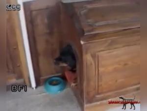 Bestiality Video: An Extreme Experience