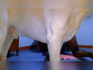 dog sex duration explored