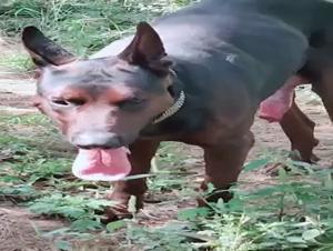 La salope lesbienne chatte baise avec son fidele compagnon chien