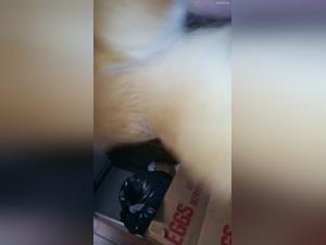 Private sex video with our family female dog