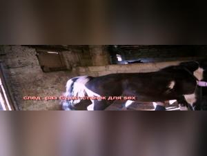 Fuck with the Animal: Entdecken Sie die wilde Leidenschaft von Milly und ihrem Pferd