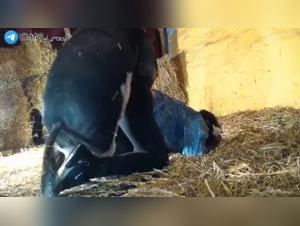 Zoofilia crudele: quando la mucca schiaccia la troia