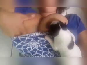 Bestiality and sex with dogs: watch this shocking video