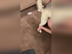 Dog sex video: a submissive Asian woman and her four-legged companion