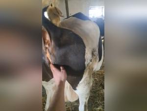 zoo tube my dog f*ck woman