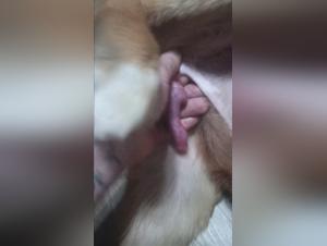videos zoo and dog sex