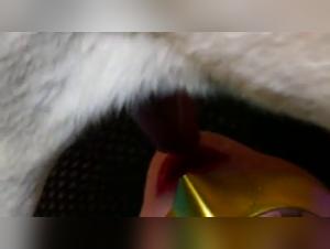 The woman and her dog: a close bond