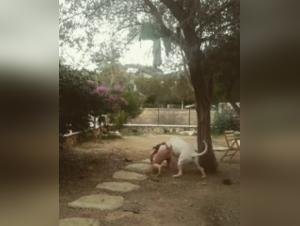 Sex scene with a dog: Extreme bestiality video