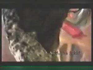 Discover the world of bestiality with Lizzy and her dog