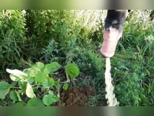 Discover the full version of this unique zoophilia video