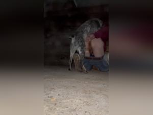 Dog sex video