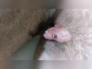 Discover the pleasures of bestiality in this extreme sex video