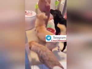 Swindle and Obscene Delights: His Dog, His Money