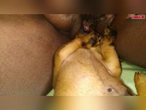 Esplorare i confini: atti sessuali proibiti con i cani