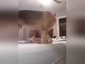 Der unwiderstehliche Ruf: Milf und der Hundewahnsinn