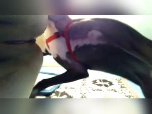 Zoophilia video: discover the pleasures of bestiality