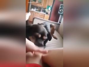 Discover the extreme pleasures of zoophilia