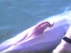 Dominazione canina, impulsi insaziabili