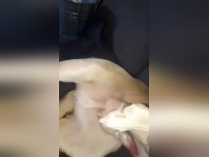 Amateur Dog Sex Videos
