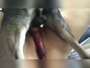 Animal Creampie, kindischer Antrieb, verbotenes Vergnugen enthullt