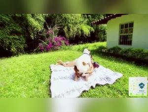 Gardens dominated by dogs