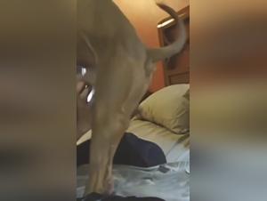 Experience a night of intense fun with a dog in a hotel