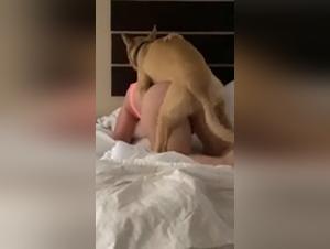 Pigs in Heat: Extreme Video Porn Featuring Pussy and Pooch