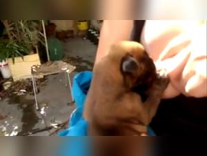 Explore the limits of ecstasy with our zoophilia video