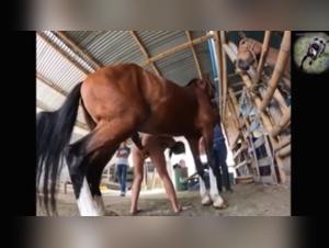 porno de animales bestiality