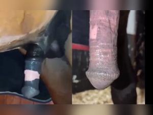 Dog Sex Myths Debunked: Reality Exposed