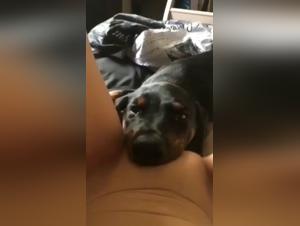 Deciphering Controversial Content