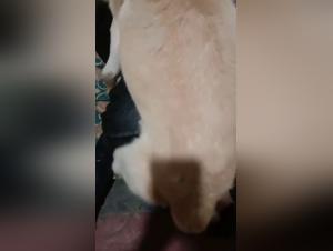 Explore the Extreme World of Bestiality