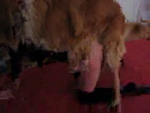 Femmina/Cane hardcore: soddisfazione oscura